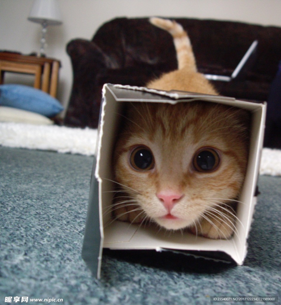 猫咪