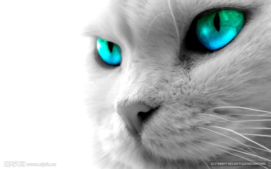 猫咪