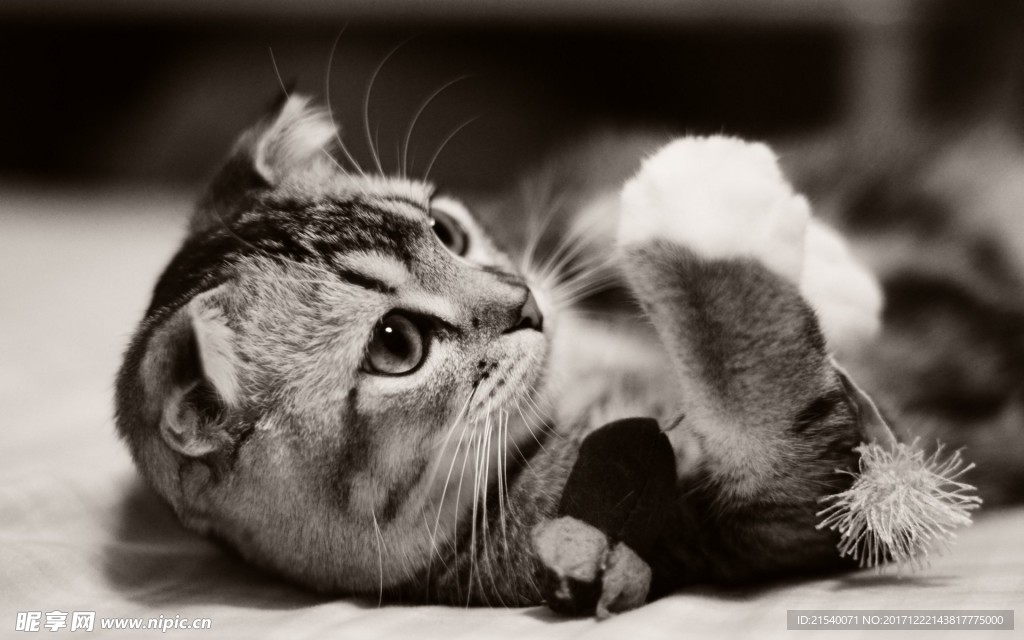猫咪