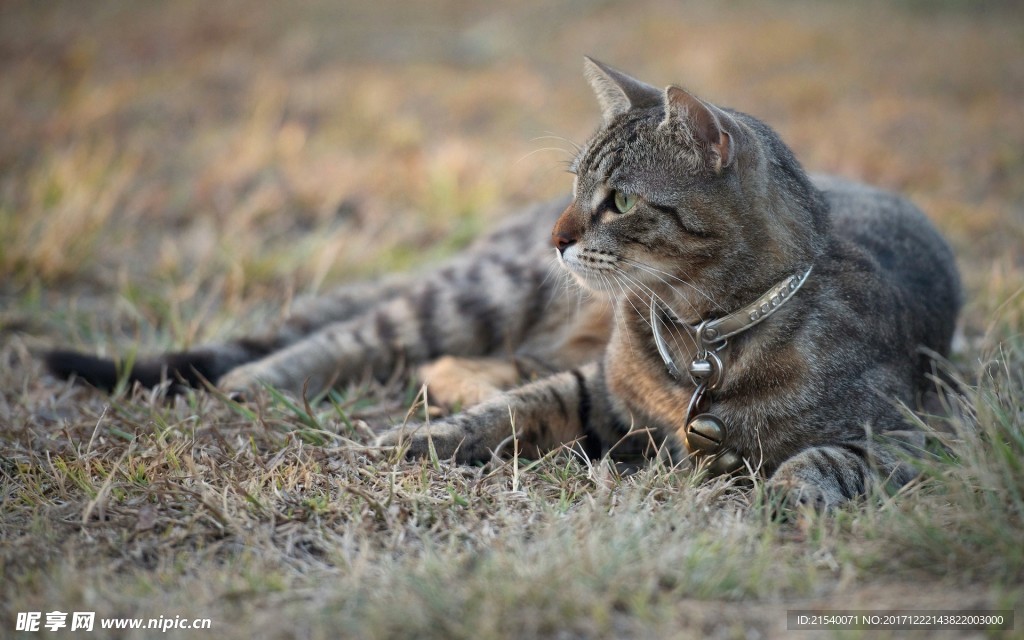 猫咪