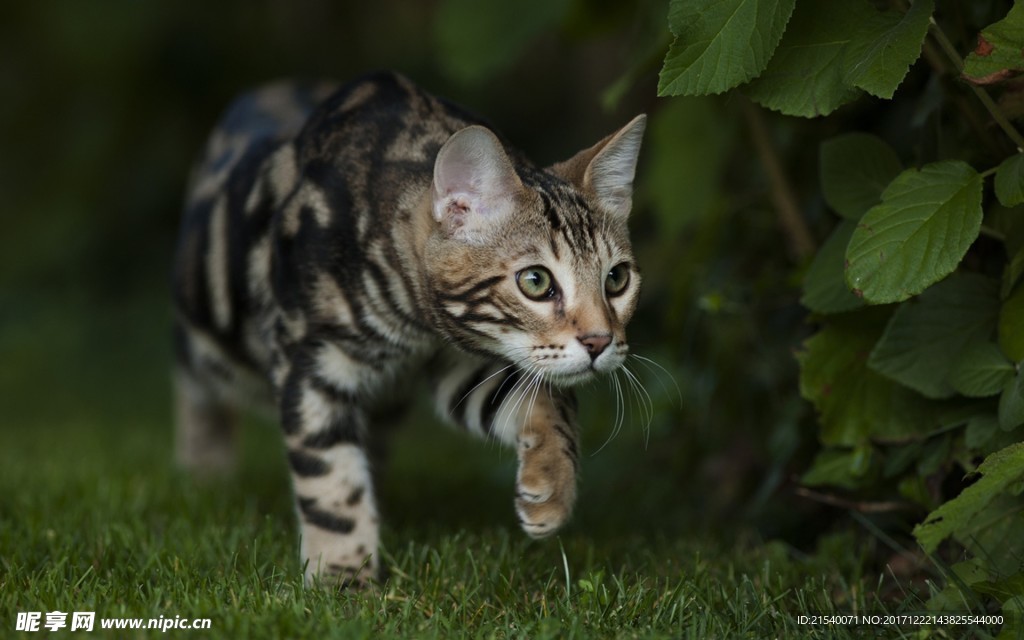 猫咪