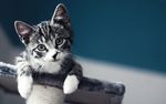 猫咪
