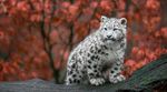 猫咪