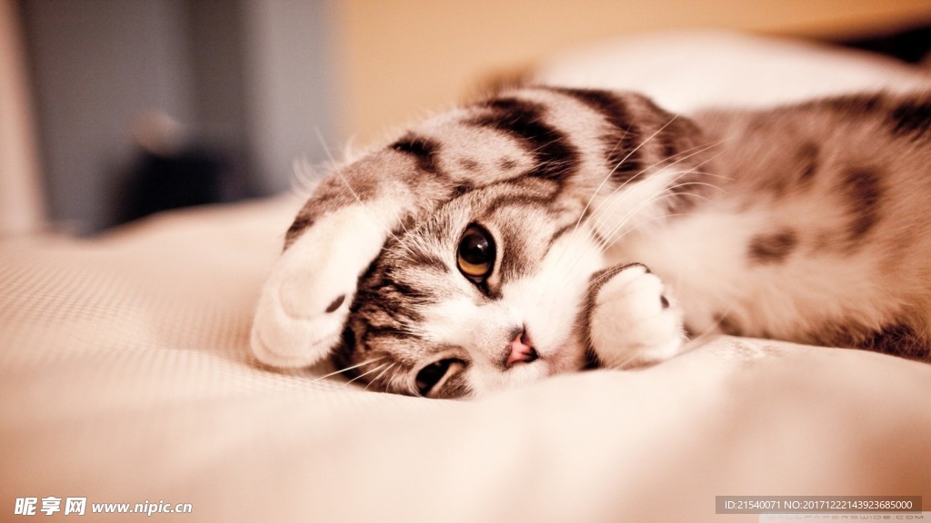猫咪