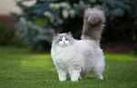 猫咪