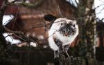 猫咪
