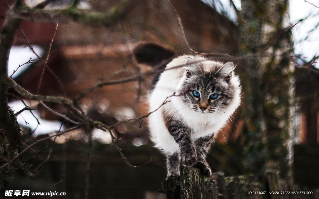 猫咪