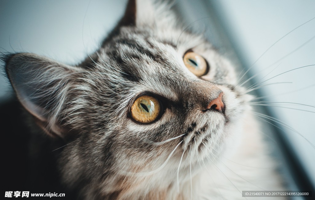 猫咪