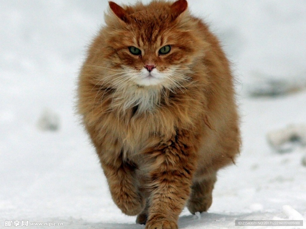 猫咪