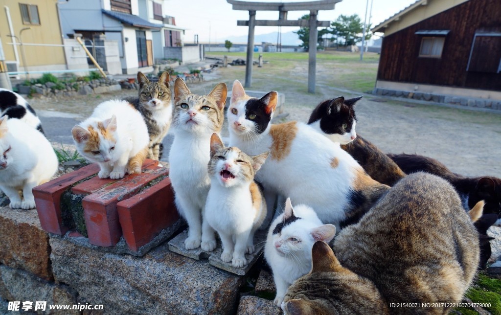 猫咪