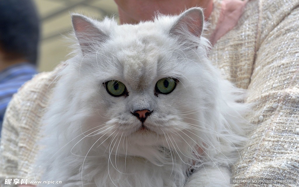 猫咪