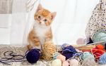 猫咪