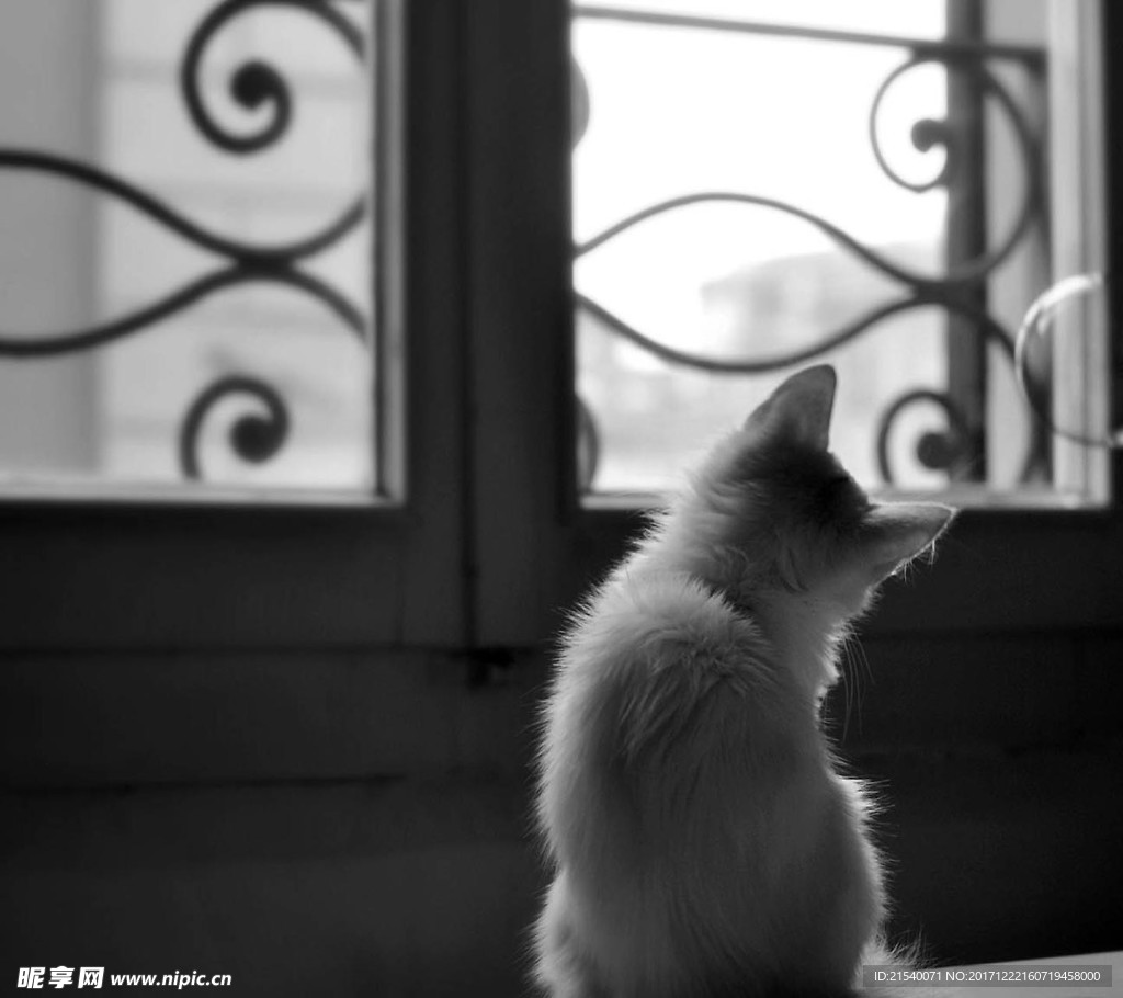 猫咪