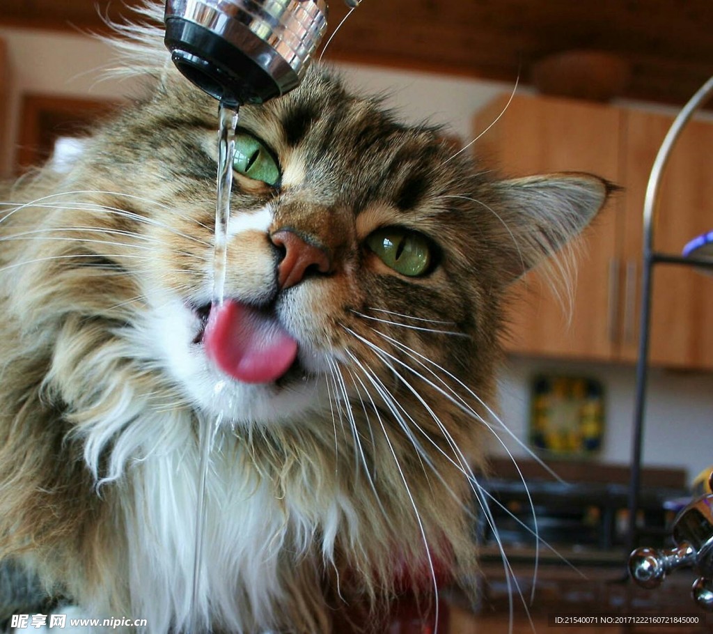 猫咪