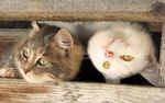 猫咪