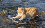 猫咪