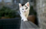猫咪