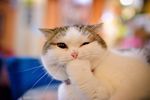 猫咪