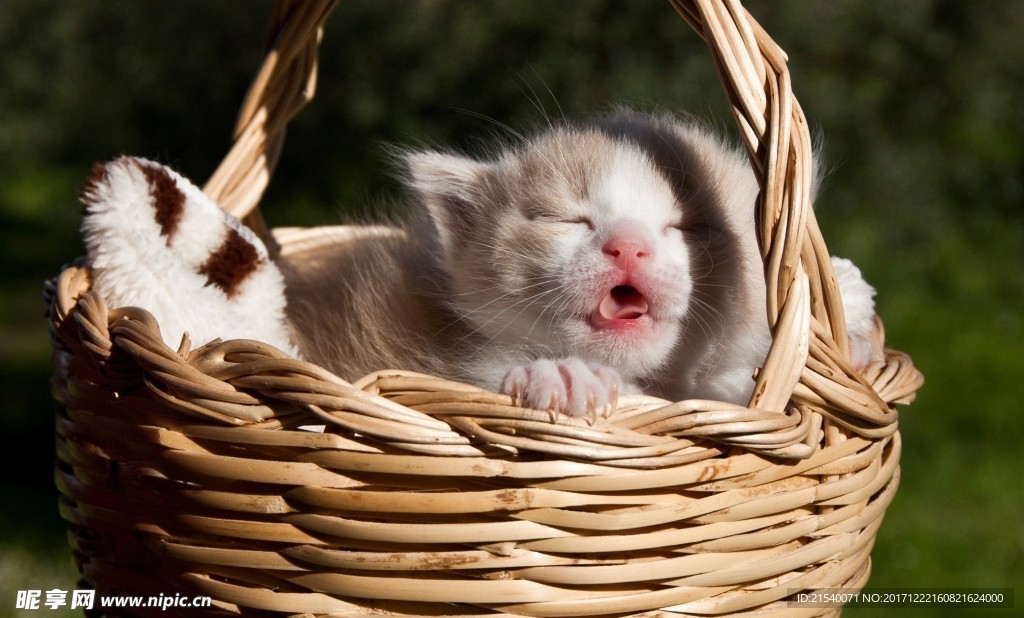 猫咪