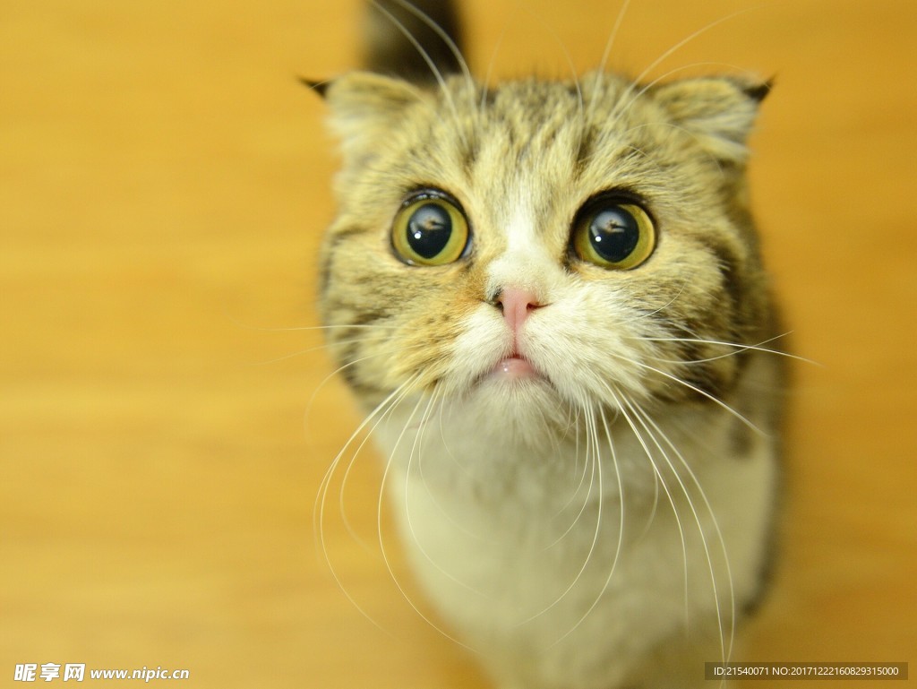 猫咪