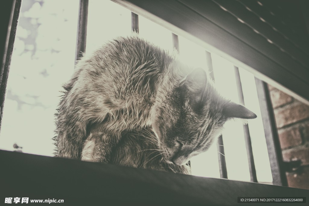 猫咪