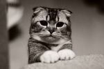 猫咪