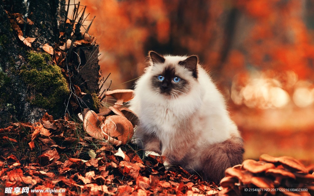 猫咪