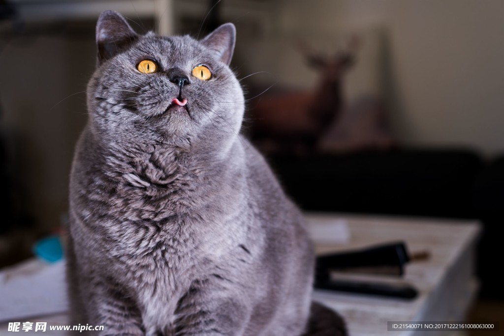 猫咪