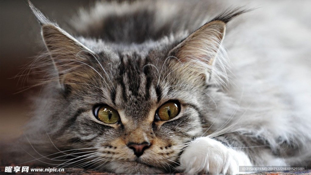 猫咪