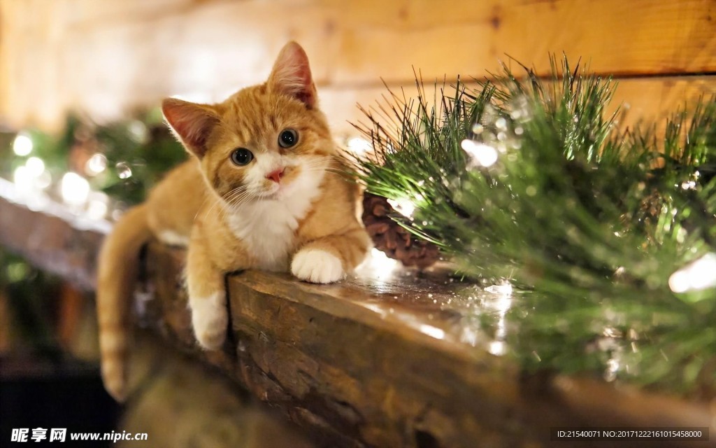 猫咪