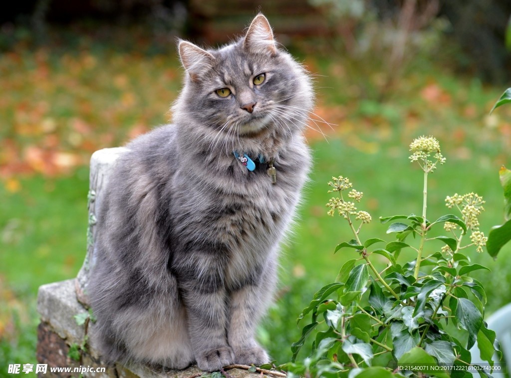 猫咪