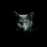 猫咪