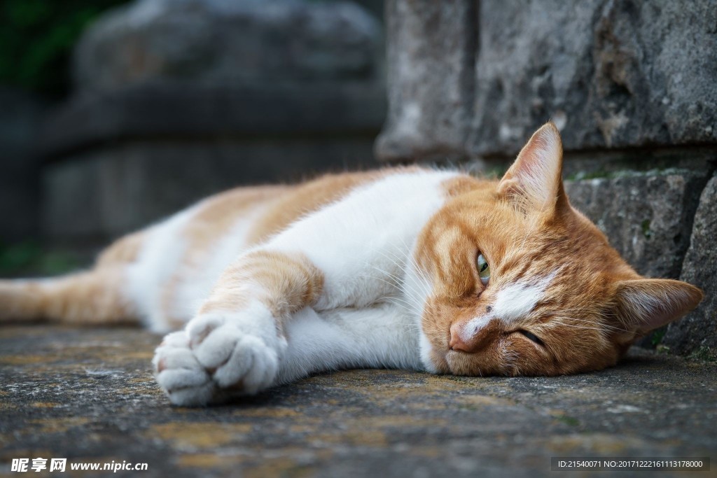 猫咪