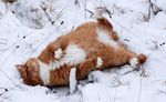 猫咪