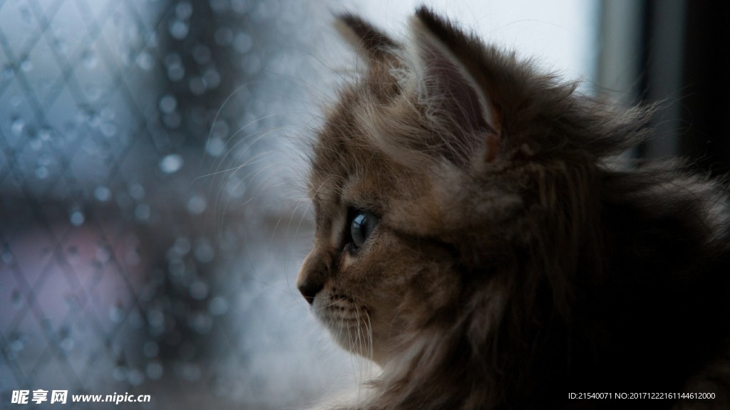 猫咪