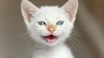 猫咪