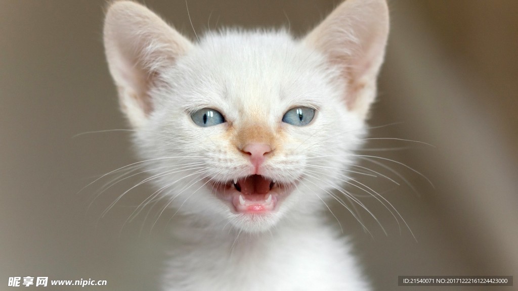猫咪