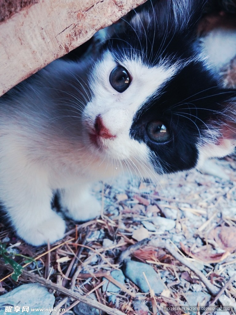 猫咪