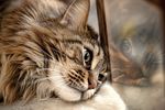 猫咪