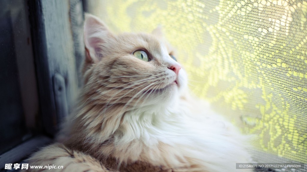 猫咪