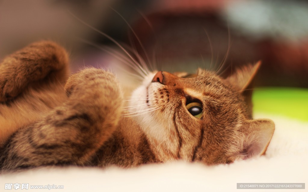 猫咪