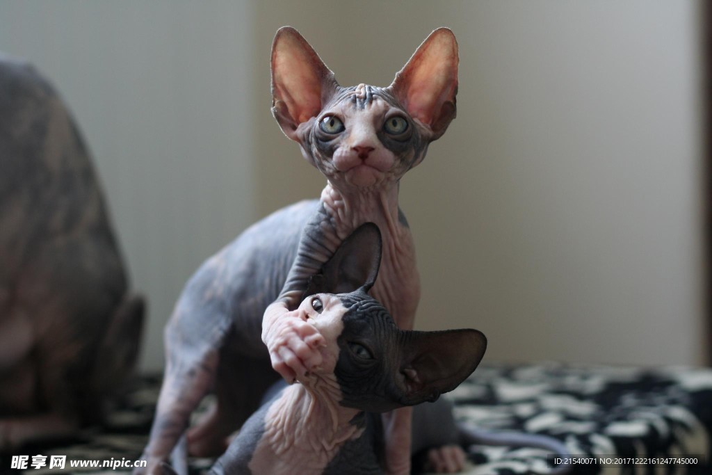 猫咪