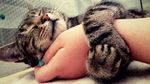 猫咪