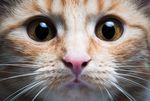 猫咪