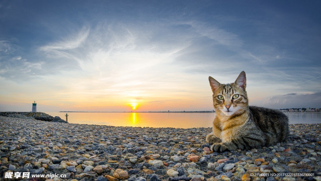 猫咪