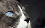 猫咪