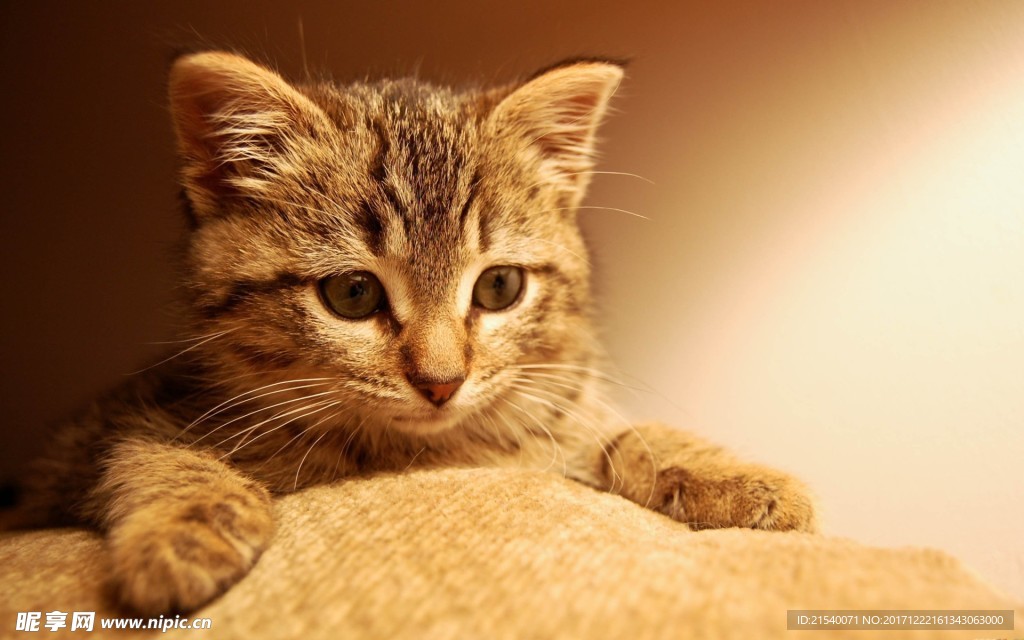 猫咪