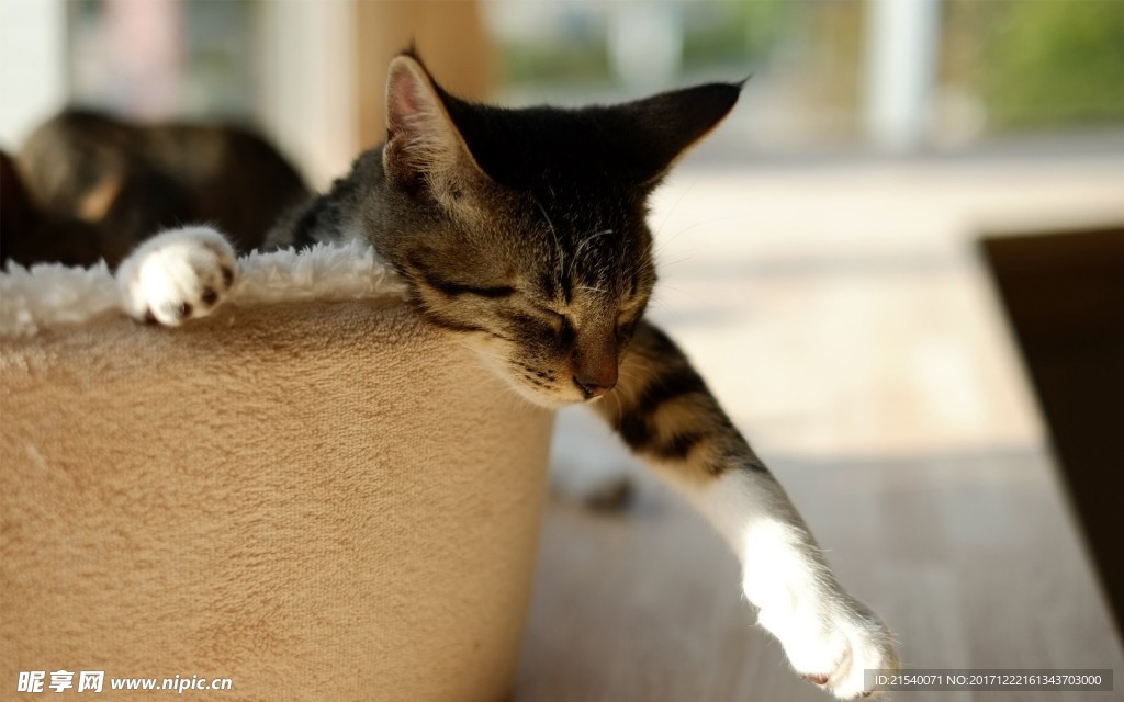 猫咪