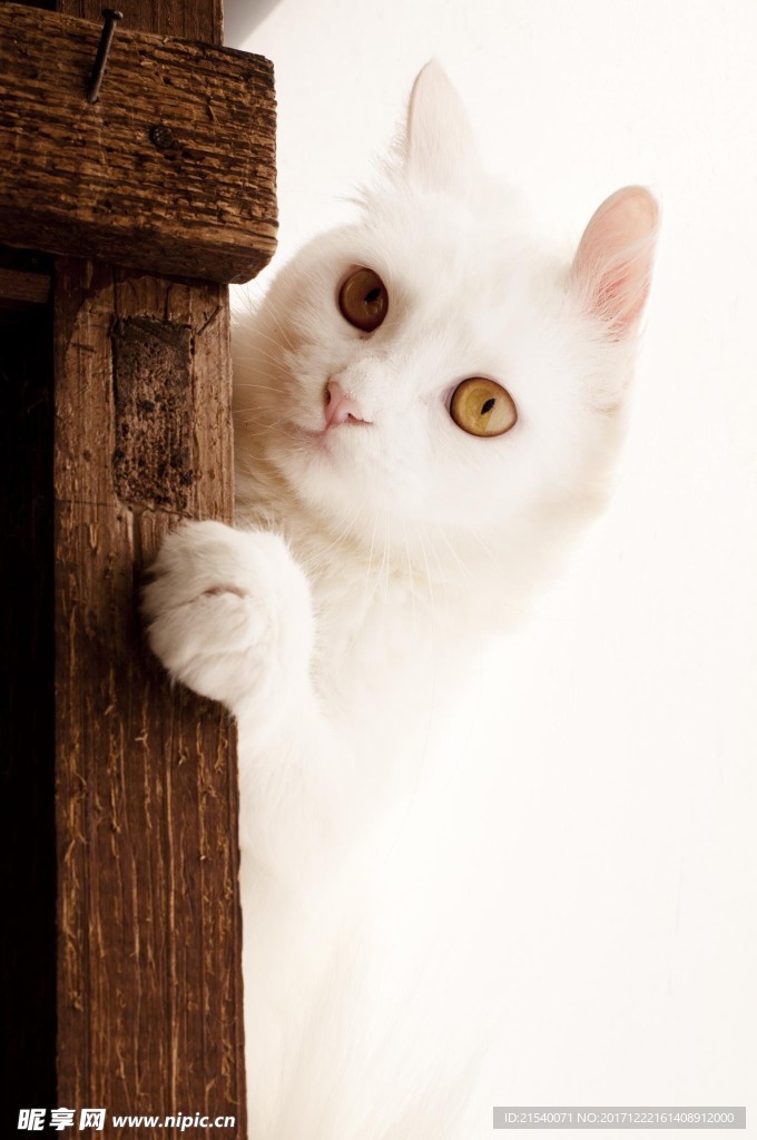 猫咪