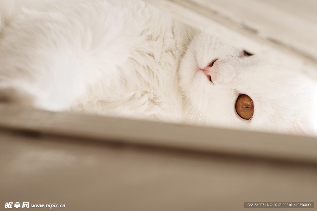 猫咪